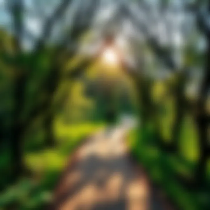 A person walking on a winding path surrounded by trees and greenery, enjoying the journey