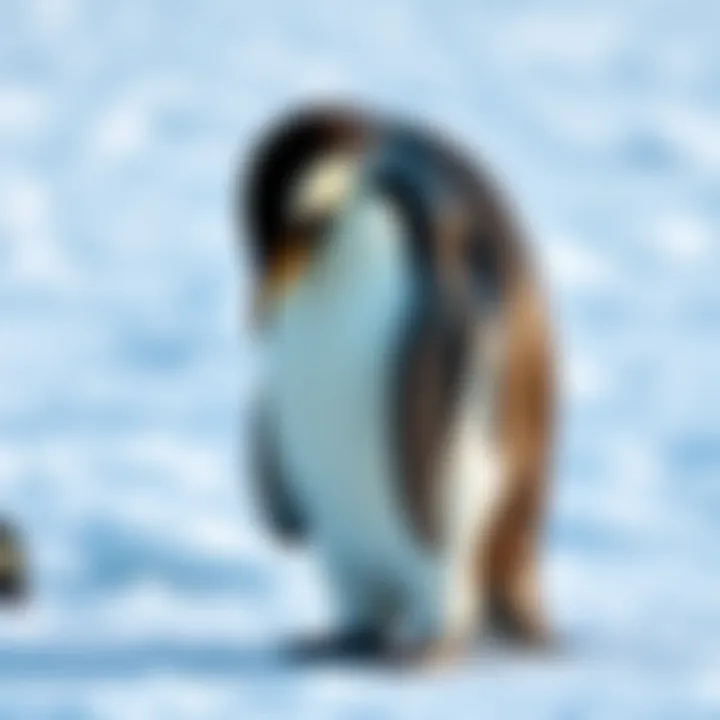 A penguin standing on ice, showcasing its distinctive black and white feathers, surrounded by a snowy landscape.