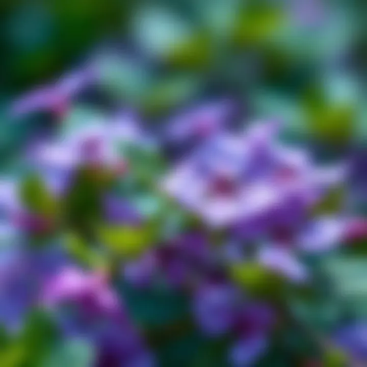 Periwinkle Plant in Bloom A close-up view of a blooming periwinkle plant with delicate purple flowers and green leaves.