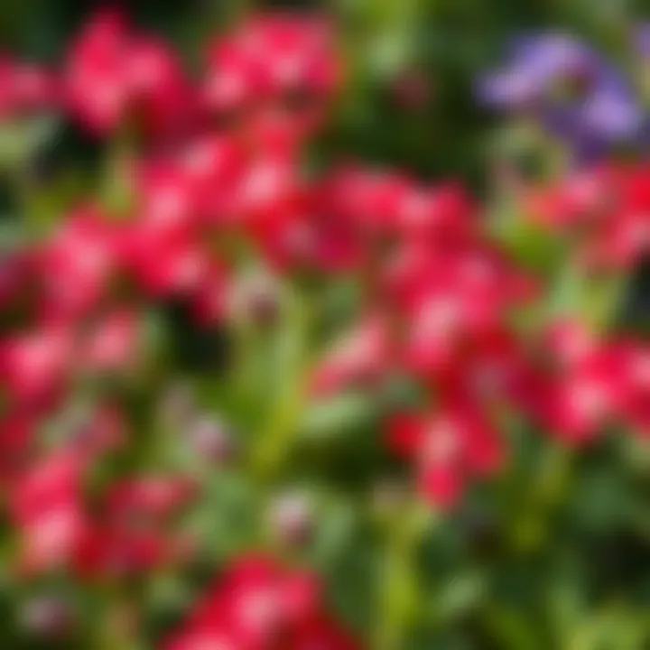 A vibrant display of Scarlet Pimpernel flowers in various shades, showcasing their beauty without any blue varieties this year.