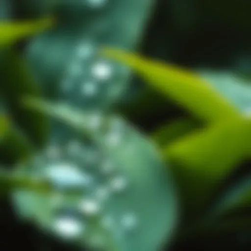 Close-up of water droplets resting on green leaves, showcasing the importance of water in nature.